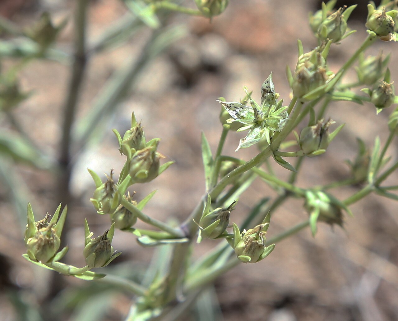 Inyo frasera: Inyo frasera, or swertia (Frasera puberulenta), closeup of 4-petaled, greenish flower with purple splotches, and starting fruits.