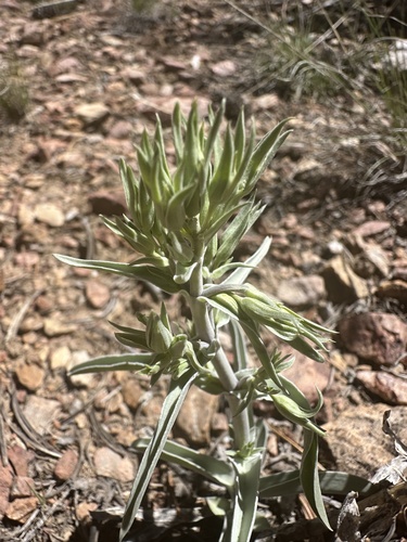 Inyo frasera (Frasera puberulenta)