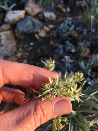Inyo frasera (Frasera puberulenta)