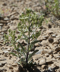 Inyo frasera (Frasera puberulenta)