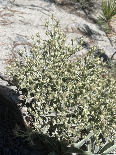 Inyo frasera (Frasera puberulenta)