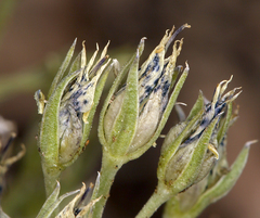 Inyo frasera (Frasera puberulenta)