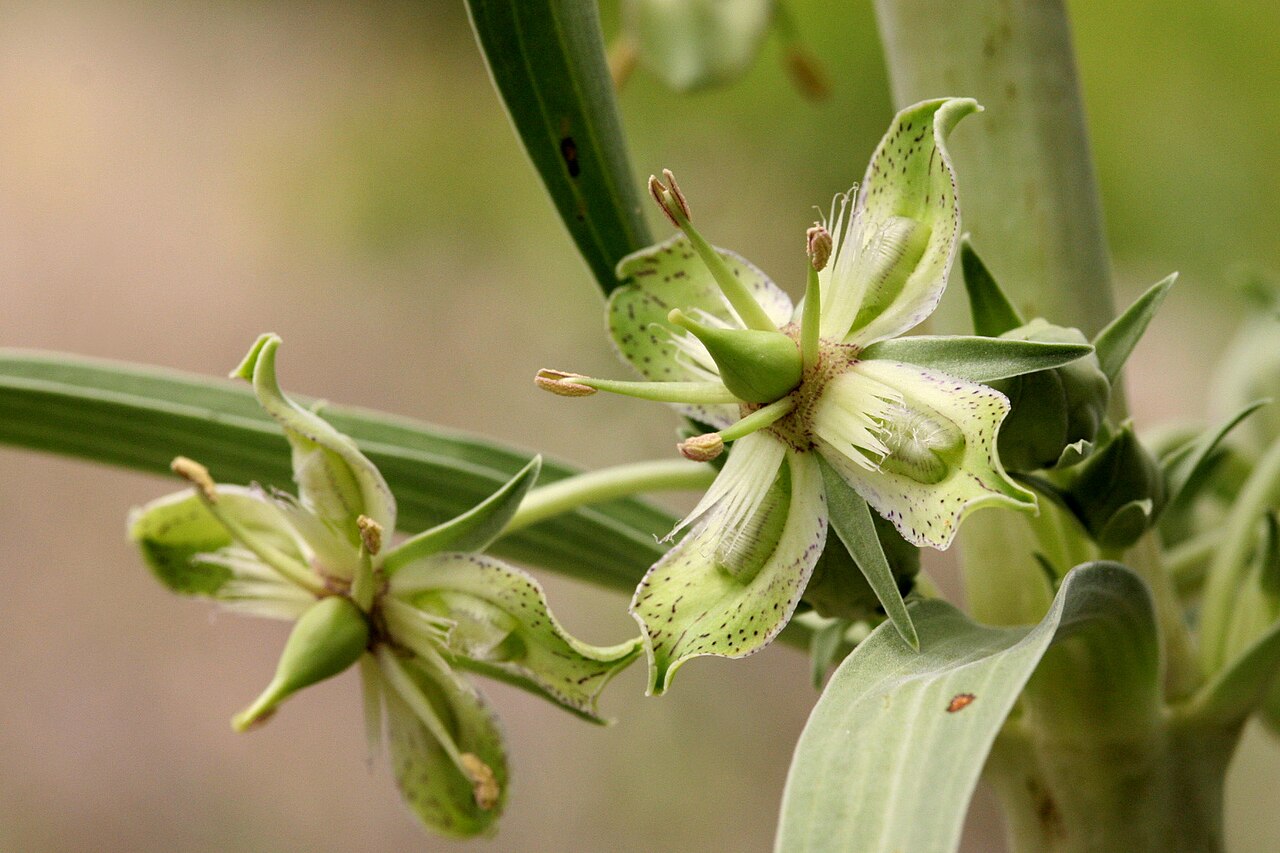 Elkweed: Frasera speciosa , southwest of Reserve, Brush Mountains, 33.598 -108.903, Catron County, New Mexico, 28 May 2005.