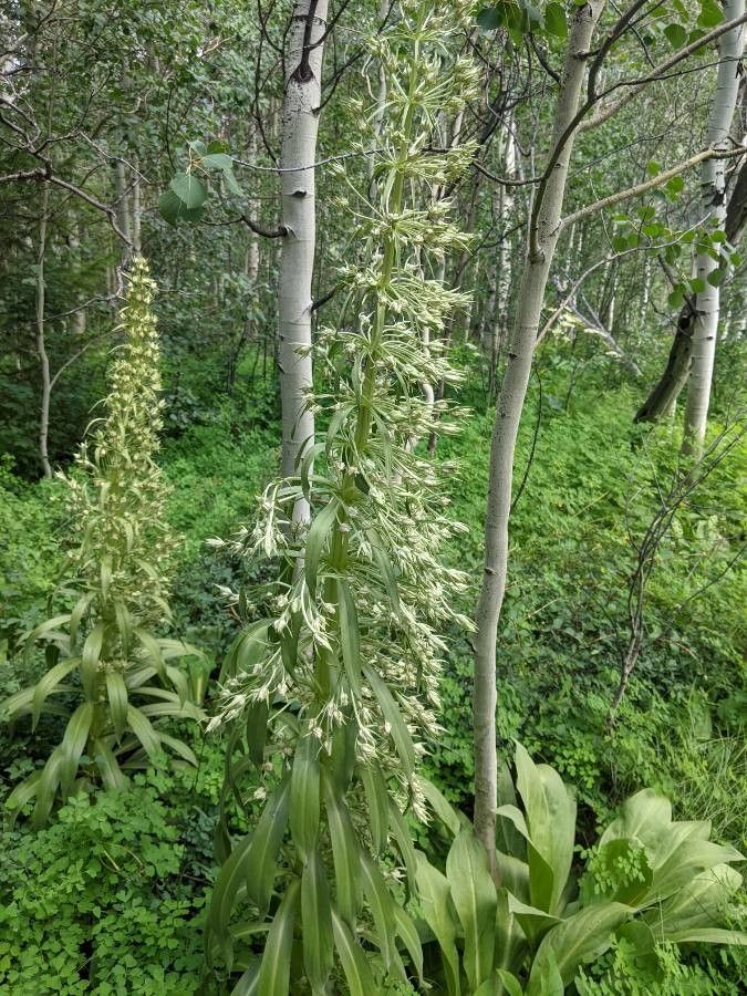 Elkweed (Frasera speciosa)
