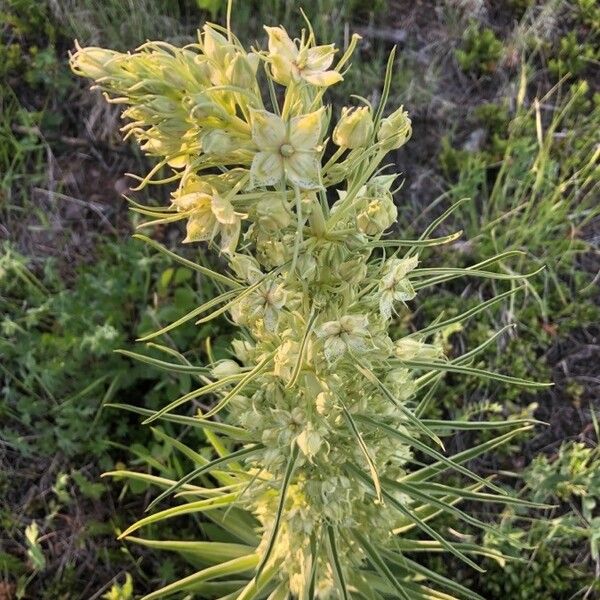 Elkweed (Frasera speciosa)