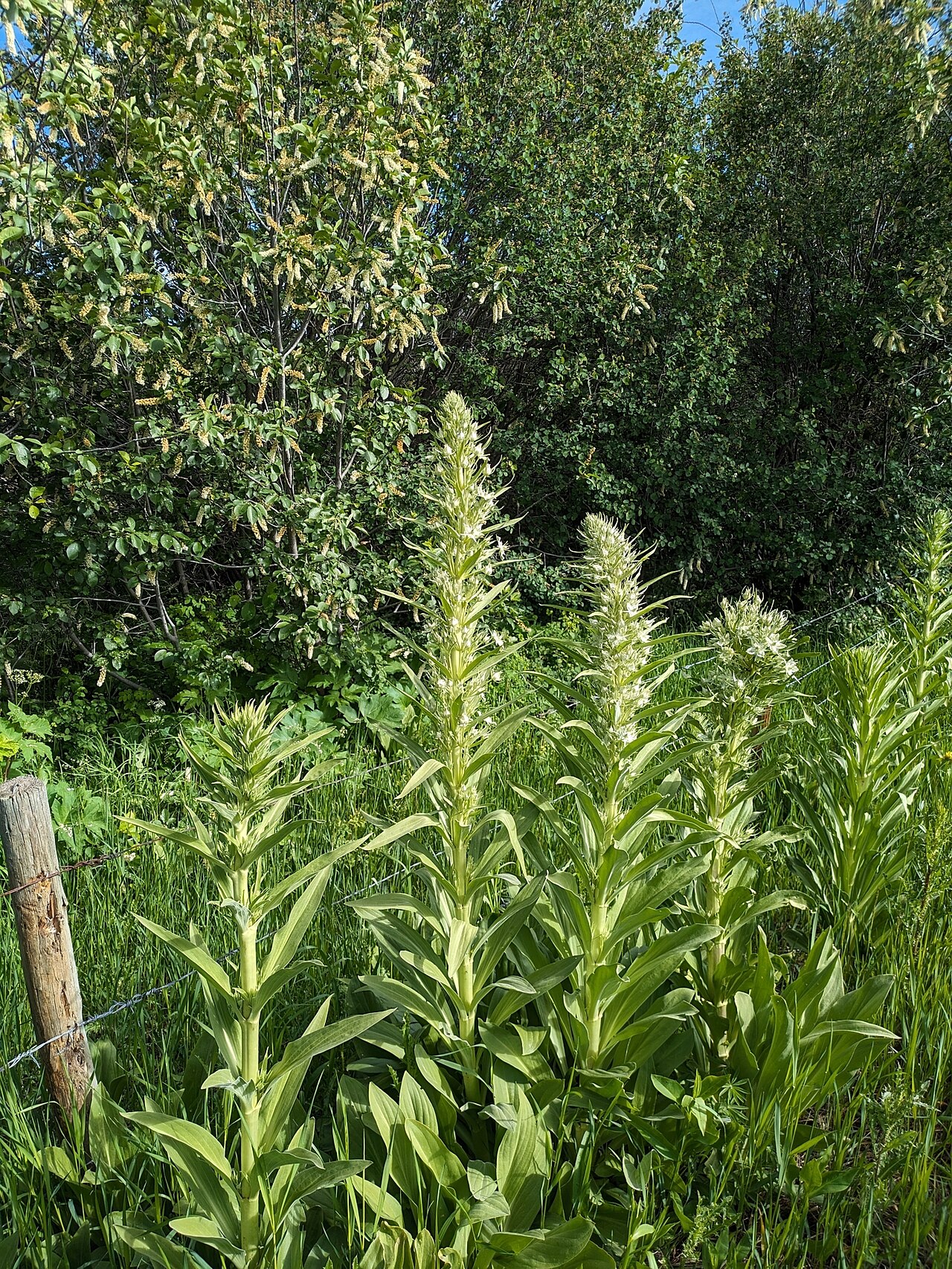Elkweed: Group of four Frasera speciosa plants blooming near Clark, Colorado