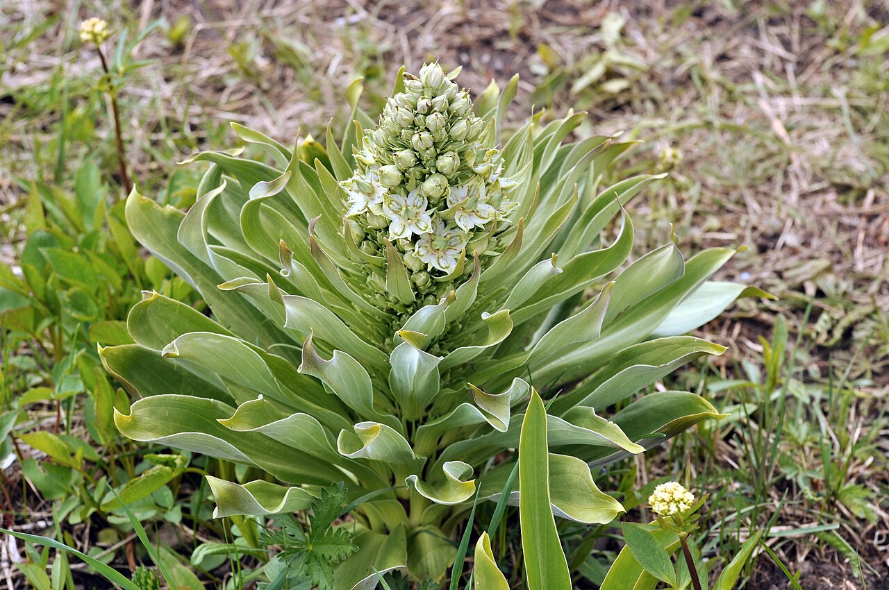 Elkweed: Blooming Green Gentian (Frasera speciosa), near Trout Lake, Yellowstone National Park, June 18, 2011