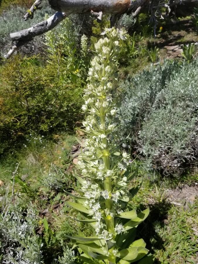 Elkweed (Frasera speciosa)