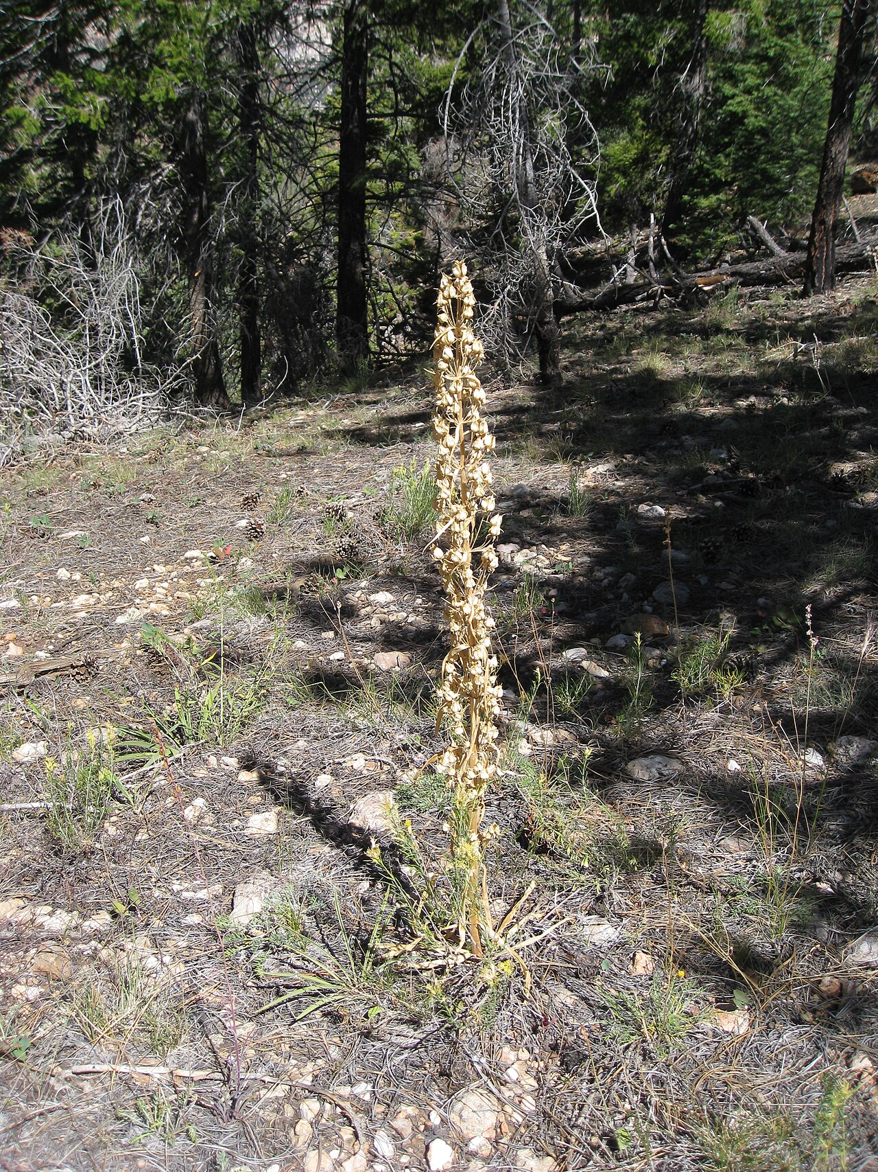 Elkweed: Frasera speciosa ( Elk Gentian) Saw quite a few of these on the walk back from Komo Point, which is a bit of a cross country ramble, as there is no discernible