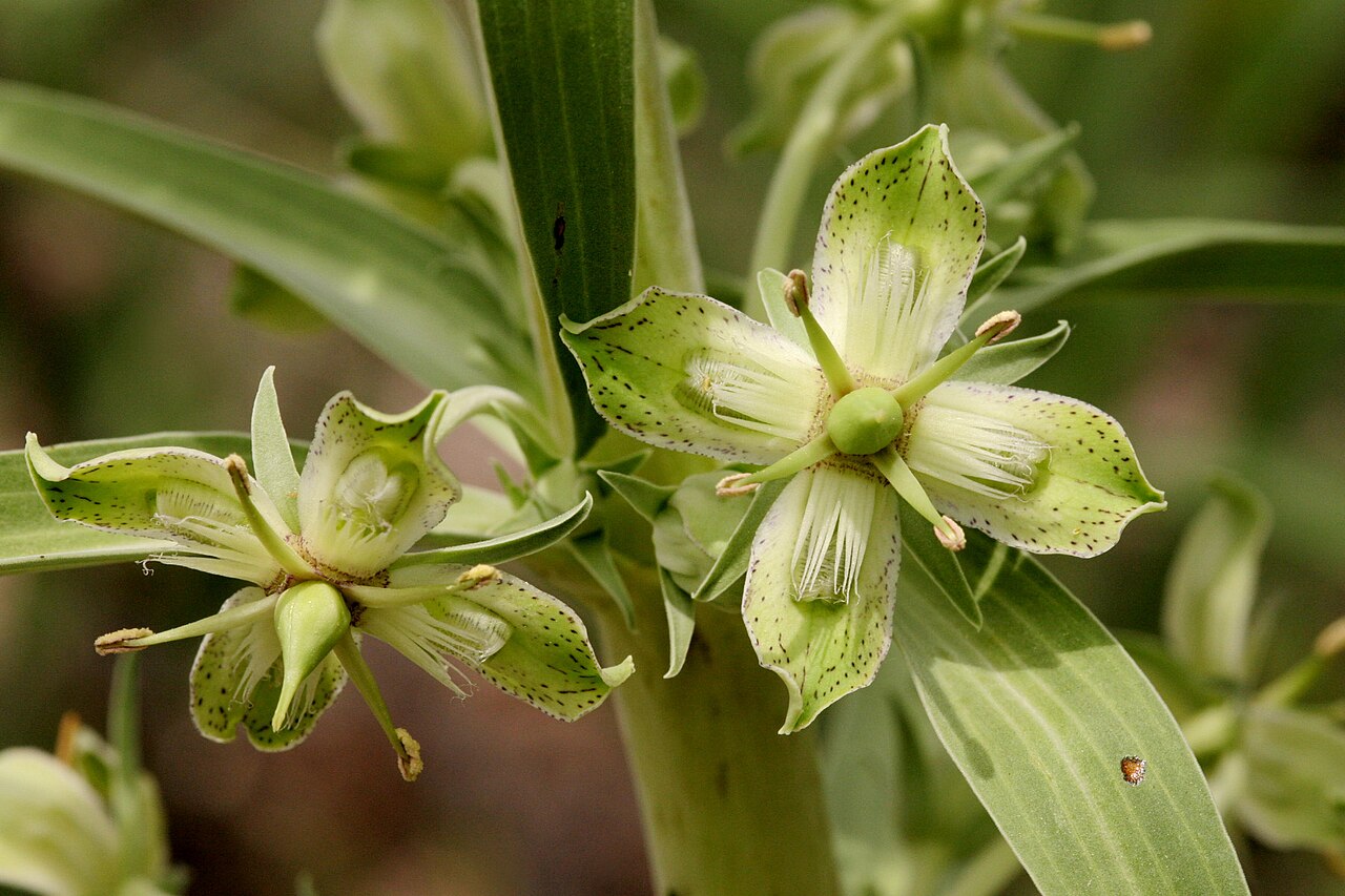 Elkweed: Frasera speciosa , southwest of Reserve, Brush Mountains, 33.598 -108.903, Catron County, New Mexico, 28 May 2005.