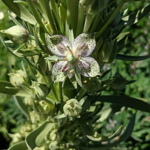 Elkweed (Frasera speciosa)