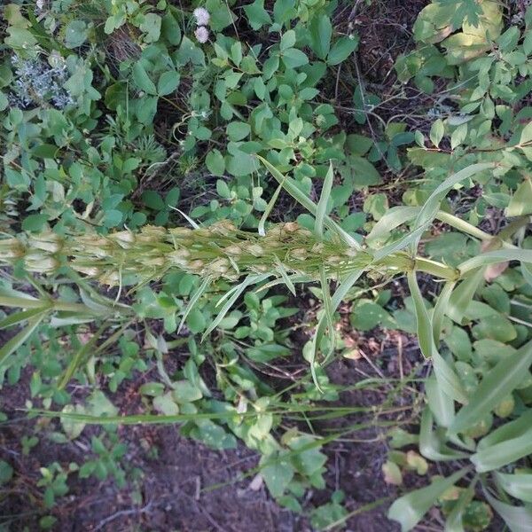 Elkweed (Frasera speciosa)
