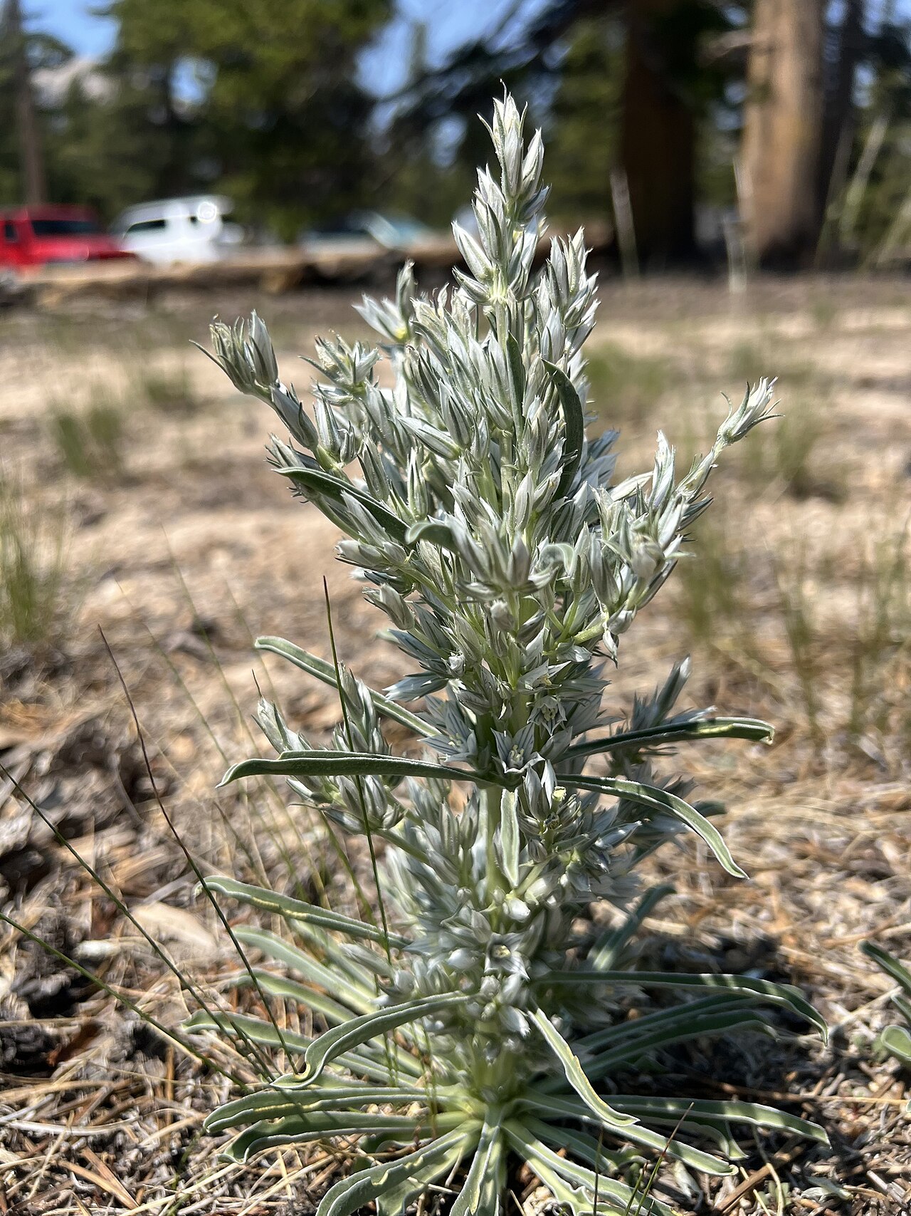 Kern frasera: Kern frasera ( Frasera tubulosa ) in the United States