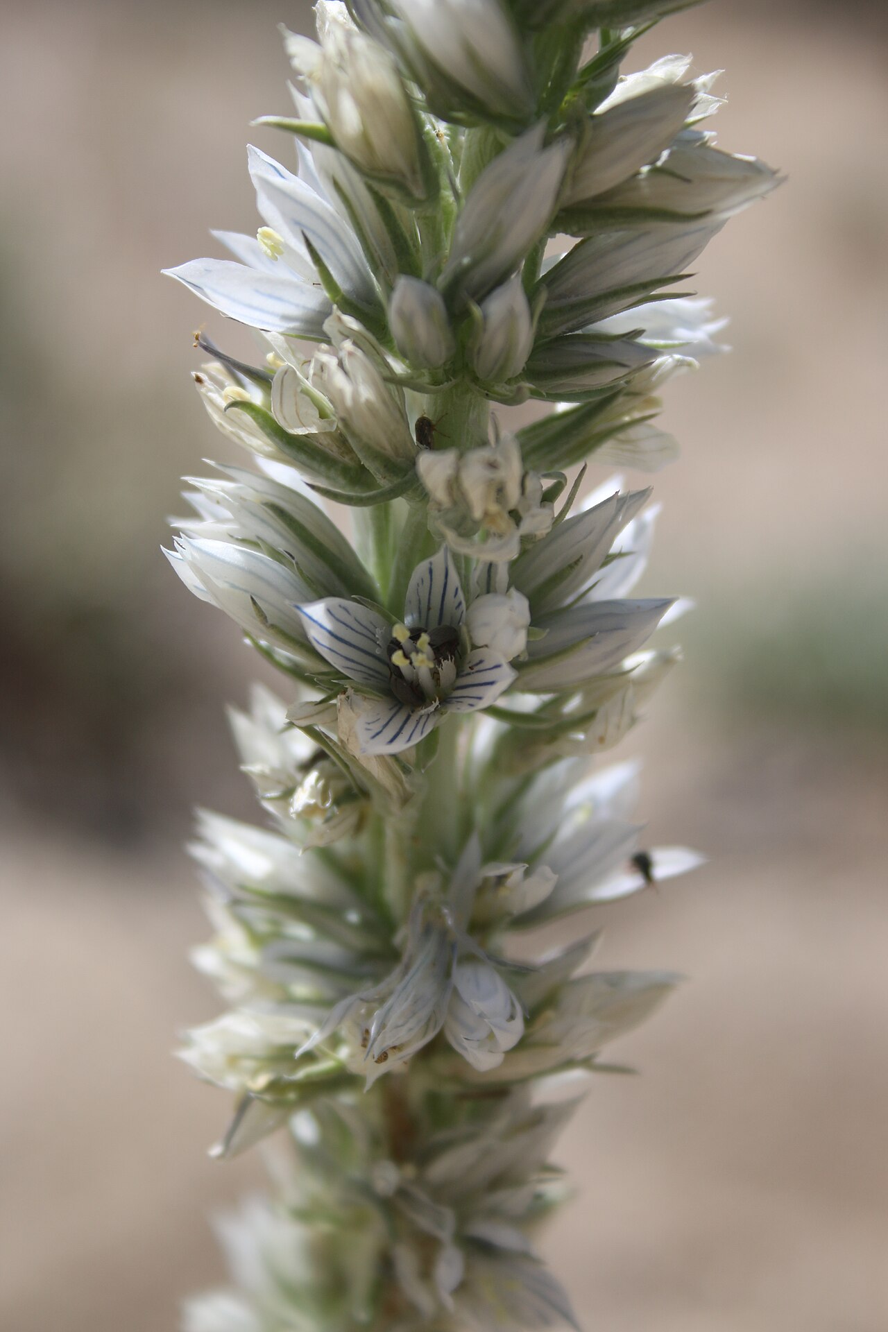Kern frasera: Frasera tubulosa