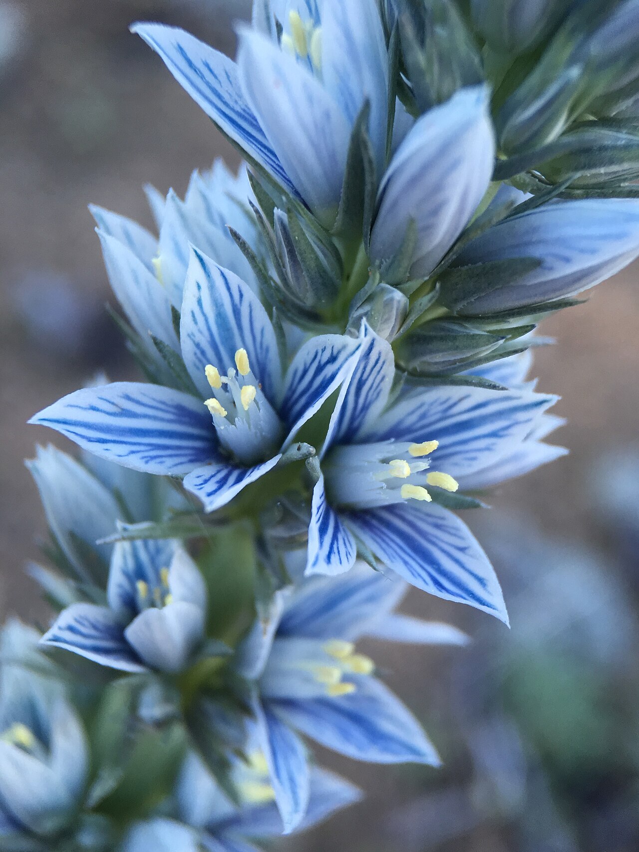 Kern frasera: Kern frasera ( Frasera tubulosa ) in the United States