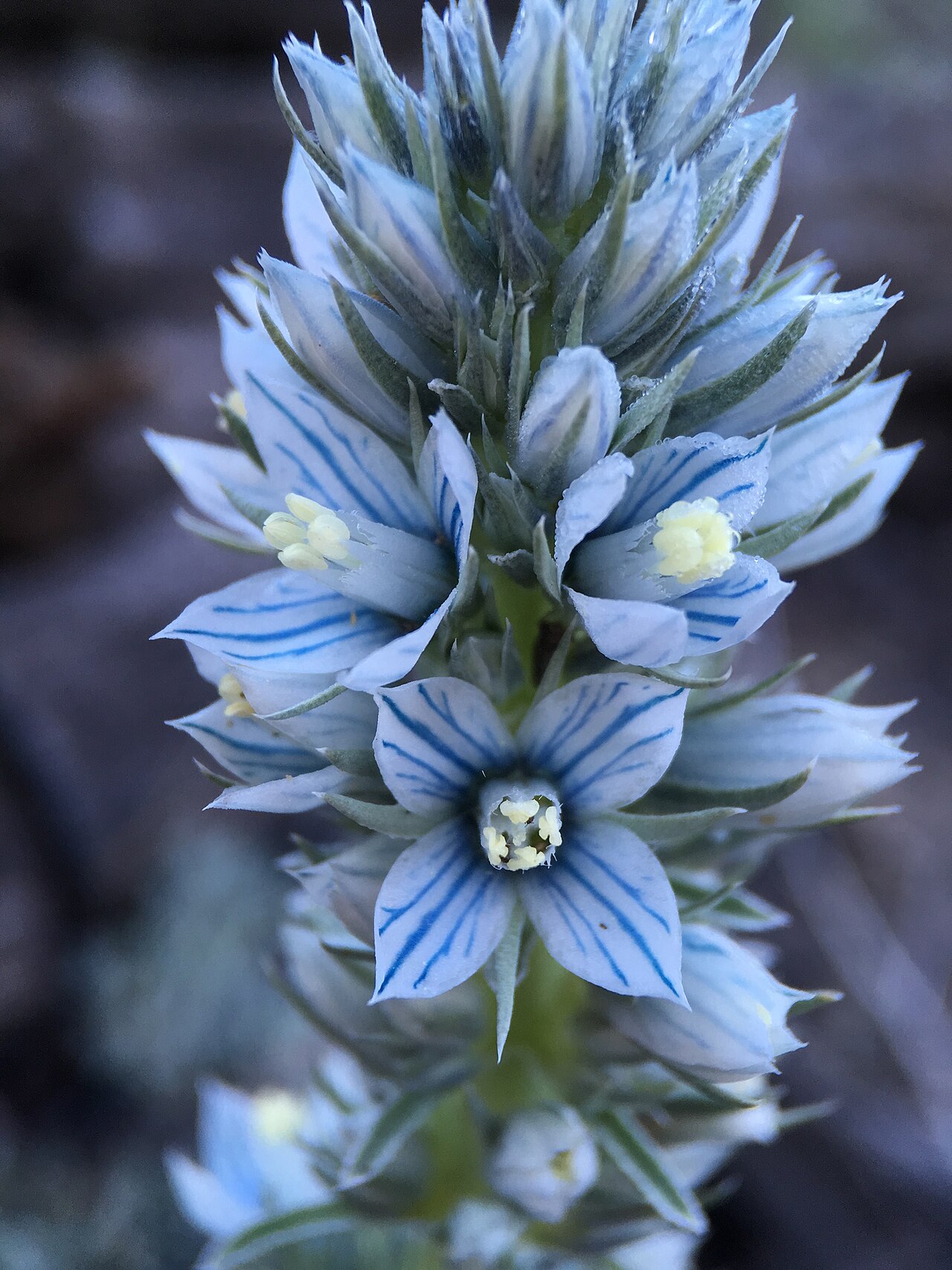 Kern frasera: Kern frasera ( Frasera tubulosa ) in the United States