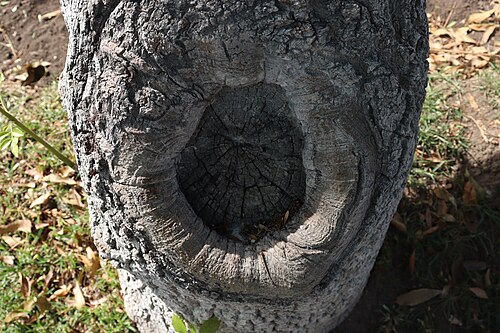 White ash: Cicatriz por malas prácticas de poda en Fraxinus america de más de 80 años ubicados en el cementerio general de Huancayo.