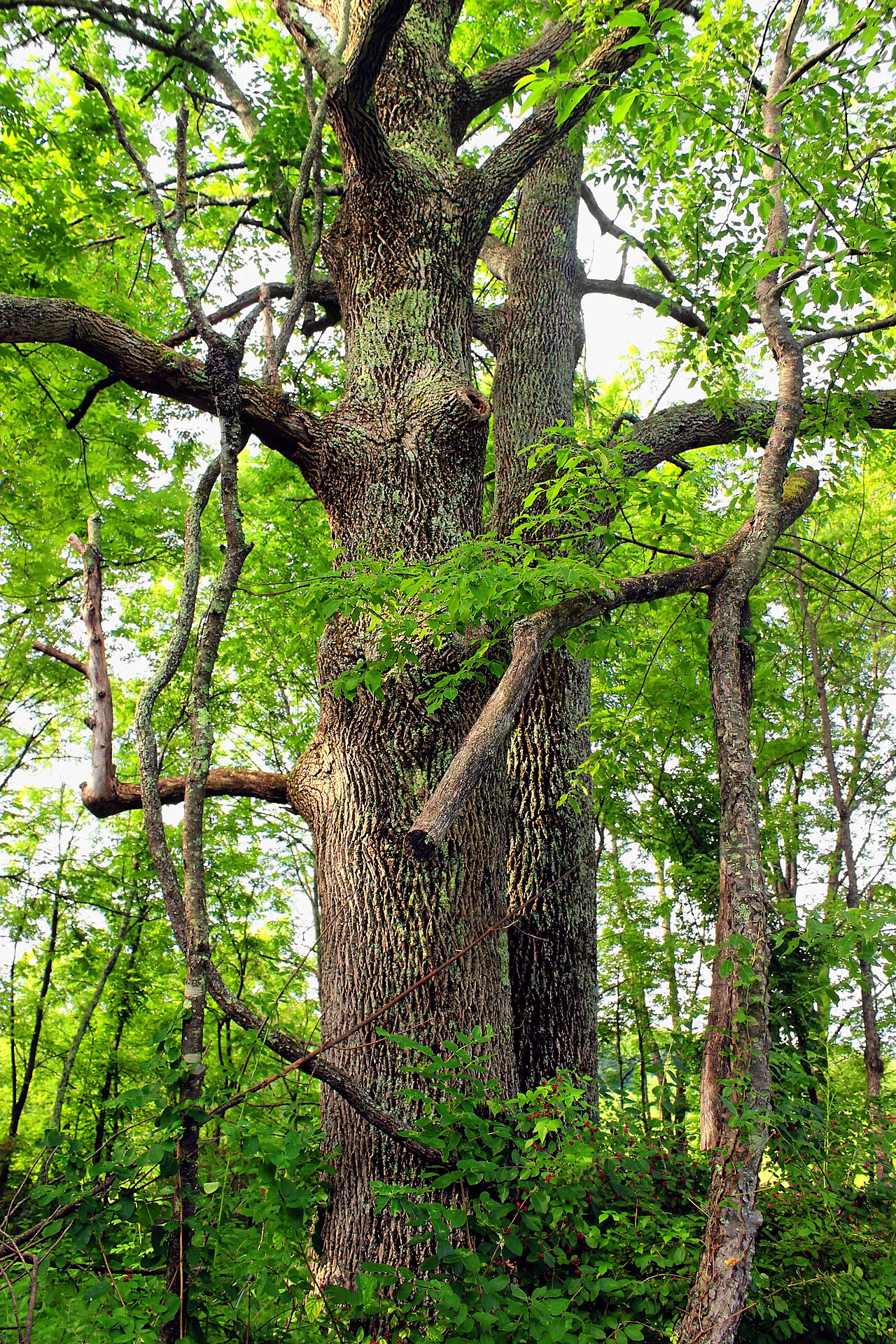 White ash: Large, old, side-by-side White Ash Fraxinus americana , Glacier Pools Preserve, Lycoming County.