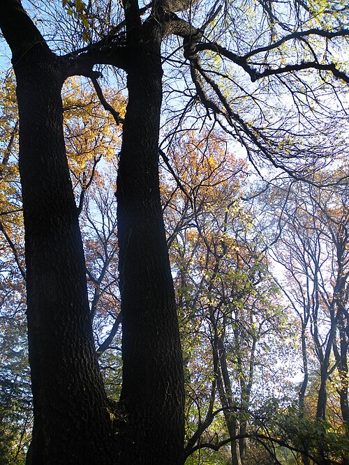 Narrow-leafed ash: Fraxinus angustifolia is a medium-sized deciduous tree growing to 20–30 m tall with a trunk up to 1.5 m diameter. The bark is smooth and pale grey on young tree