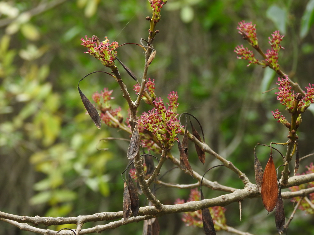 Narrow-leafed ash (Fraxinus angustifolia)