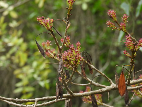 Narrow-leafed ash (Fraxinus angustifolia)