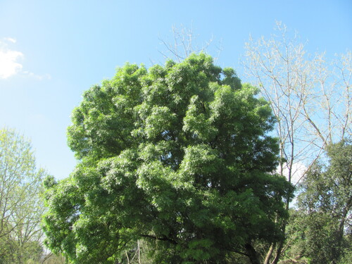 Narrow-leafed ash (Fraxinus angustifolia)