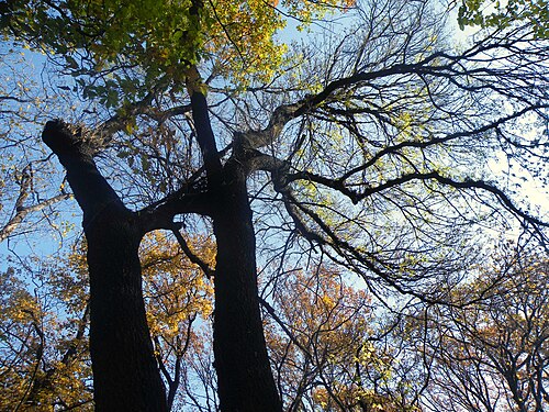 Narrow-leafed ash: Fraxinus angustifolia is a medium-sized deciduous tree growing to 20–30 m tall with a trunk up to 1.5 m diameter. The bark is smooth and pale grey on young tree
