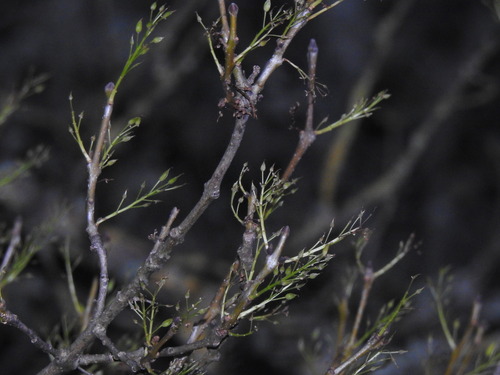 Narrow-leafed ash (Fraxinus angustifolia)