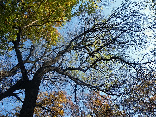Narrow-leafed ash: Fraxinus angustifolia is a medium-sized deciduous tree growing to 20–30 m tall with a trunk up to 1.5 m diameter. The bark is smooth and pale grey on young tree