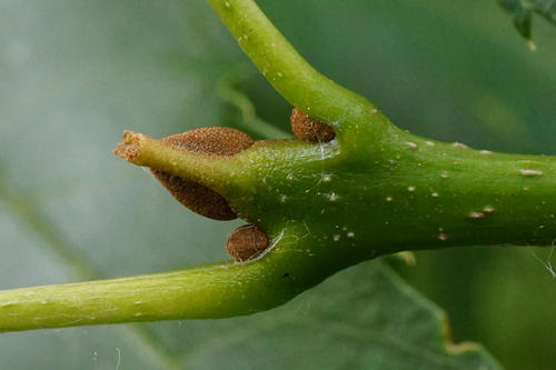 Narrow-leafed ash (Fraxinus angustifolia)