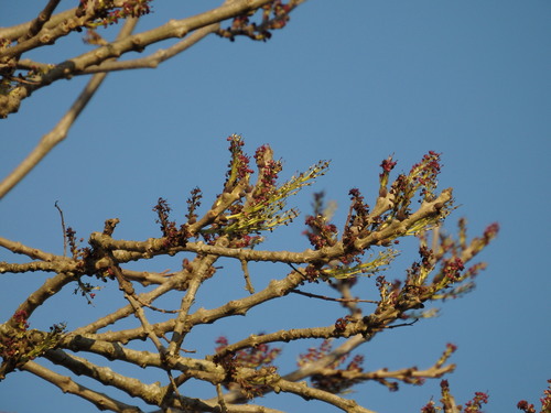 Narrow-leafed ash (Fraxinus angustifolia)