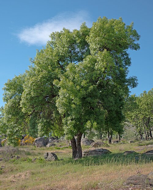 Narrow-leafed ash: Fraxinus angustifolia . Losar de la Vera ( Cáceres , España ).