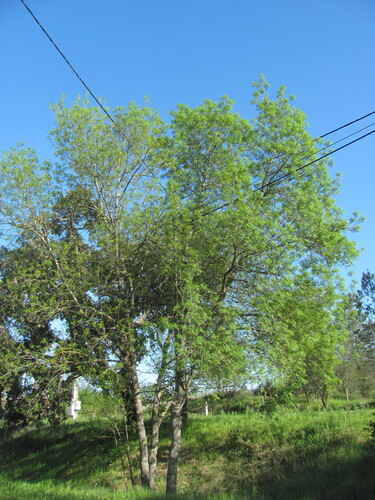 Narrow-leafed ash (Fraxinus angustifolia)