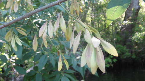 Carolina ash (Fraxinus caroliniana)