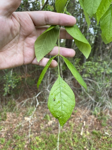 Carolina ash (Fraxinus caroliniana)