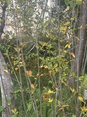Carolina ash (Fraxinus caroliniana)