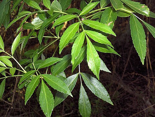 Carolina ash: Fraxinus caroliniana foliage. Florida.
