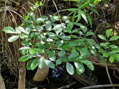 Carolina ash (Fraxinus caroliniana)