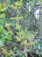 Carolina ash (Fraxinus caroliniana)