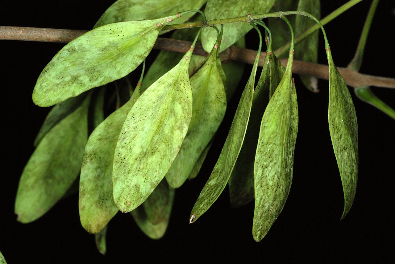 Carolina ash: Fruit