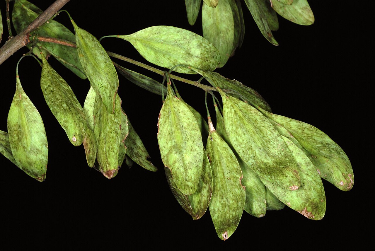 Carolina ash: Fruit