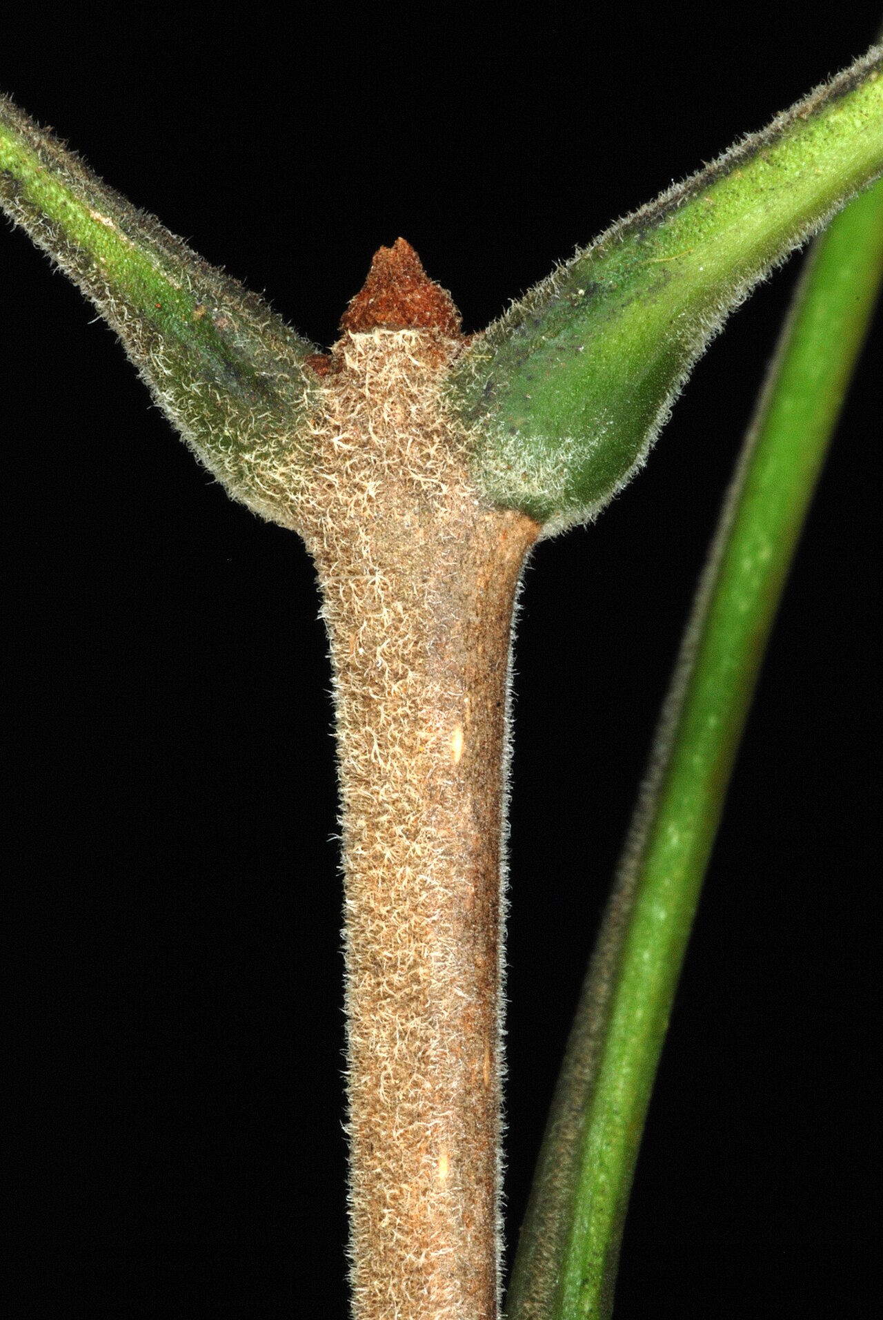 Carolina ash: Terminal bud.