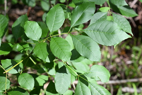 Carolina ash (Fraxinus caroliniana)