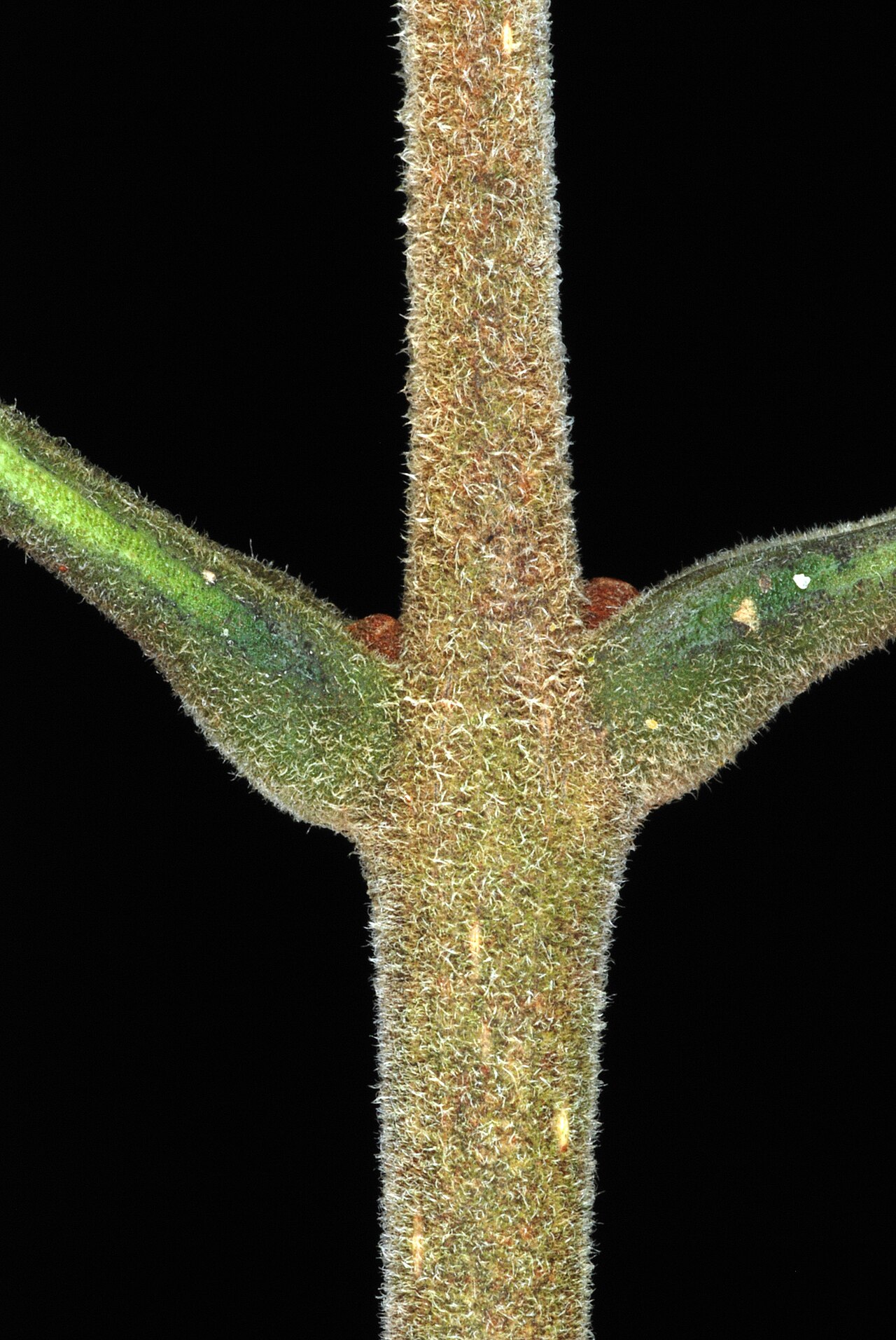 Carolina ash: Stem close-up