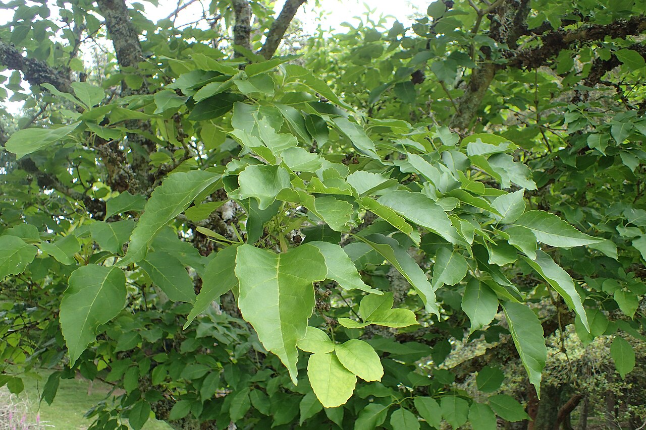 Chinese ash: Fraxinus chinensis in Hackfalls Arboretum, Hawkes's Bay, NZ