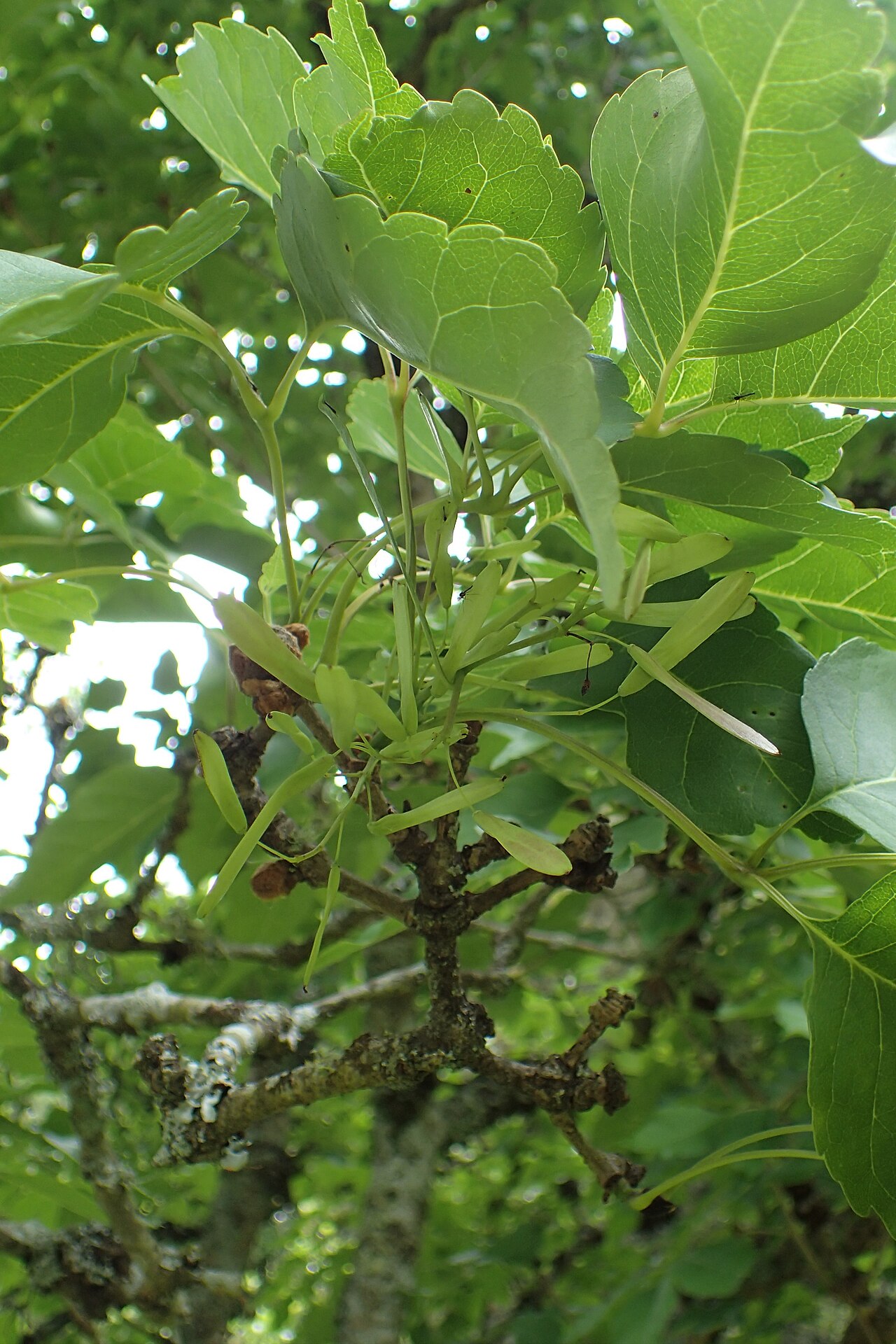 Chinese ash: Fraxinus chinensis in Hackfalls Arboretum, Hawkes's Bay, NZ