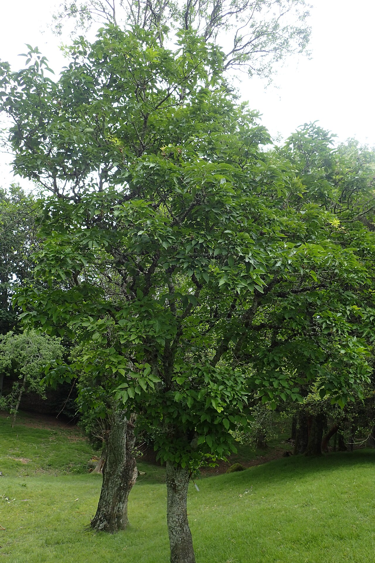 Chinese ash: Fraxinus chinensis in Hackfalls Arboretum, Hawkes's Bay, NZ