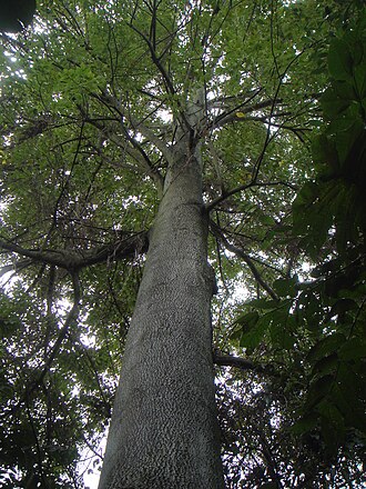 Chinese ash: Arapan ( Fraxinus chinensis ) Jardín Botánico de Bogotá, Colombia