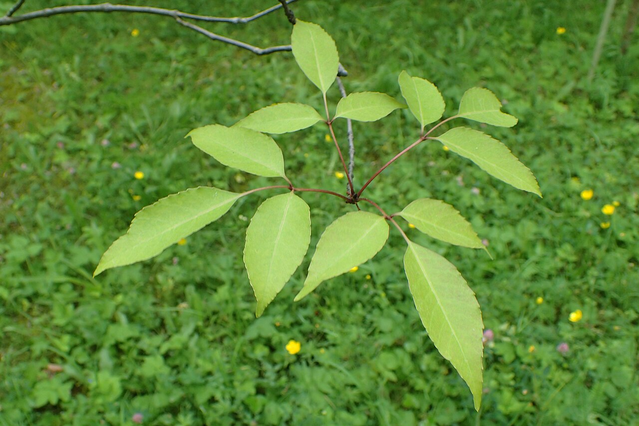 Chinese ash: Fraxinus chinensis var. acuminata in the Botanischer Garten, Berlin-Dahlem