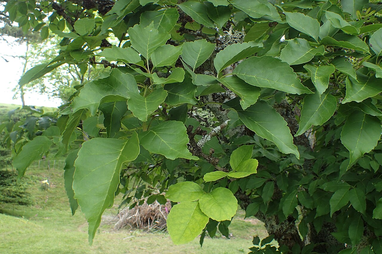 Chinese ash: Fraxinus chinensis in Hackfalls Arboretum, Hawkes's Bay, NZ
